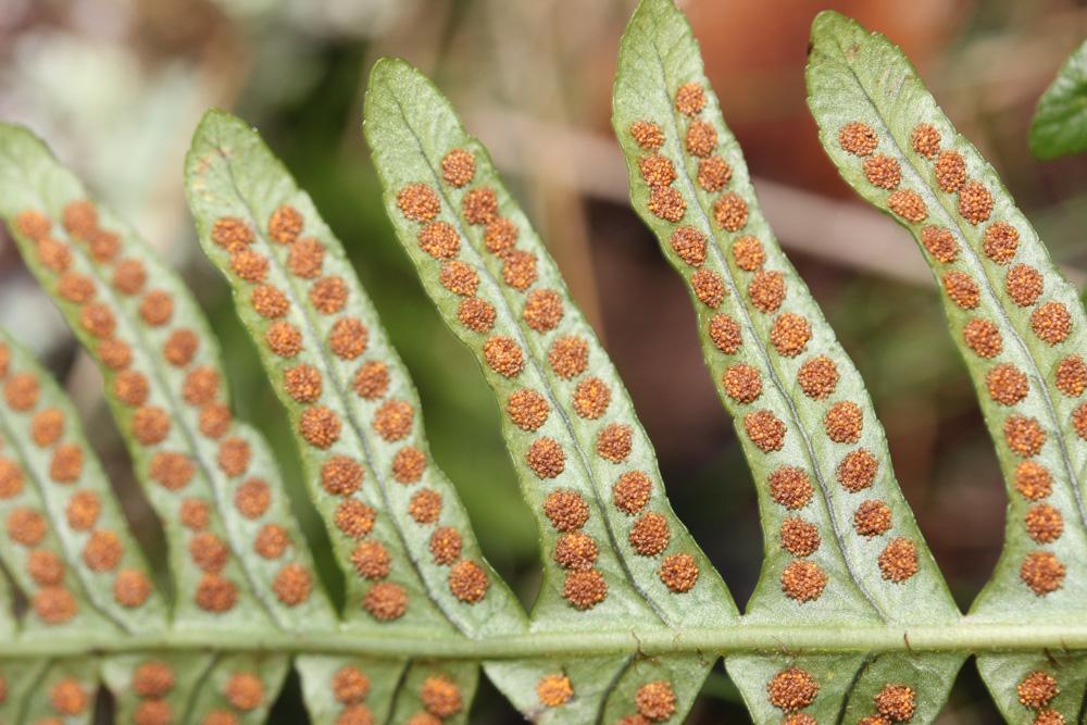 Polypode intermédiaire Polypodium interjectum Shivas, 1961