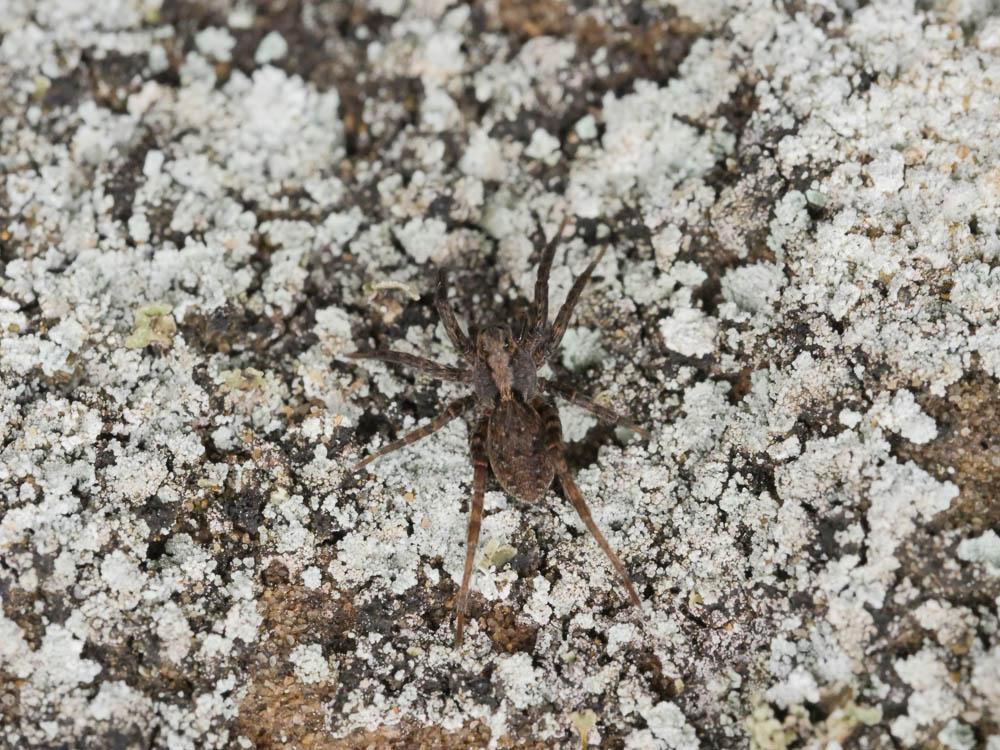  Alopecosa albofasciata (Brullé, 1832)