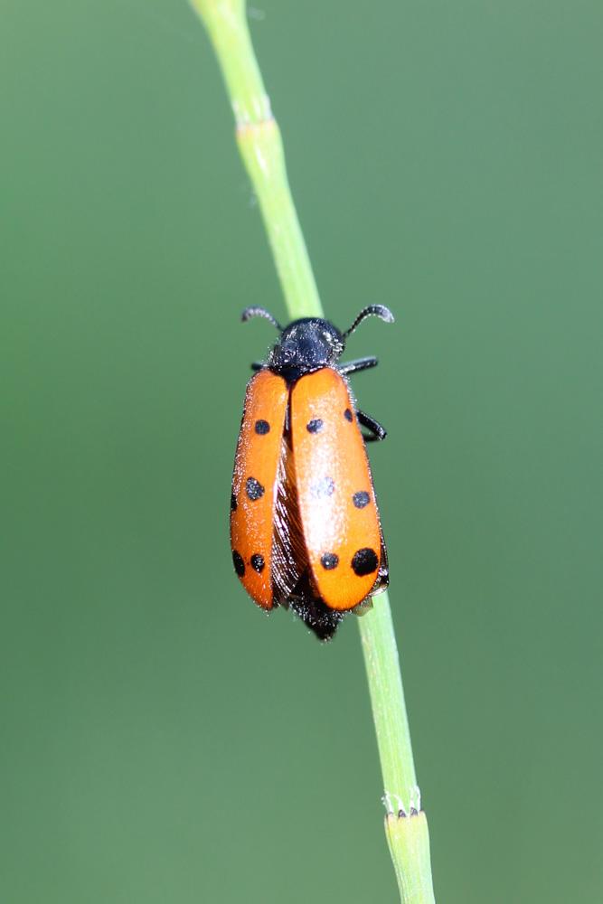  Hycleus duodecimpunctatus (Olivier, 1811)