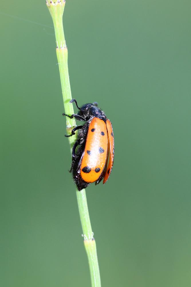  Hycleus duodecimpunctatus (Olivier, 1811)