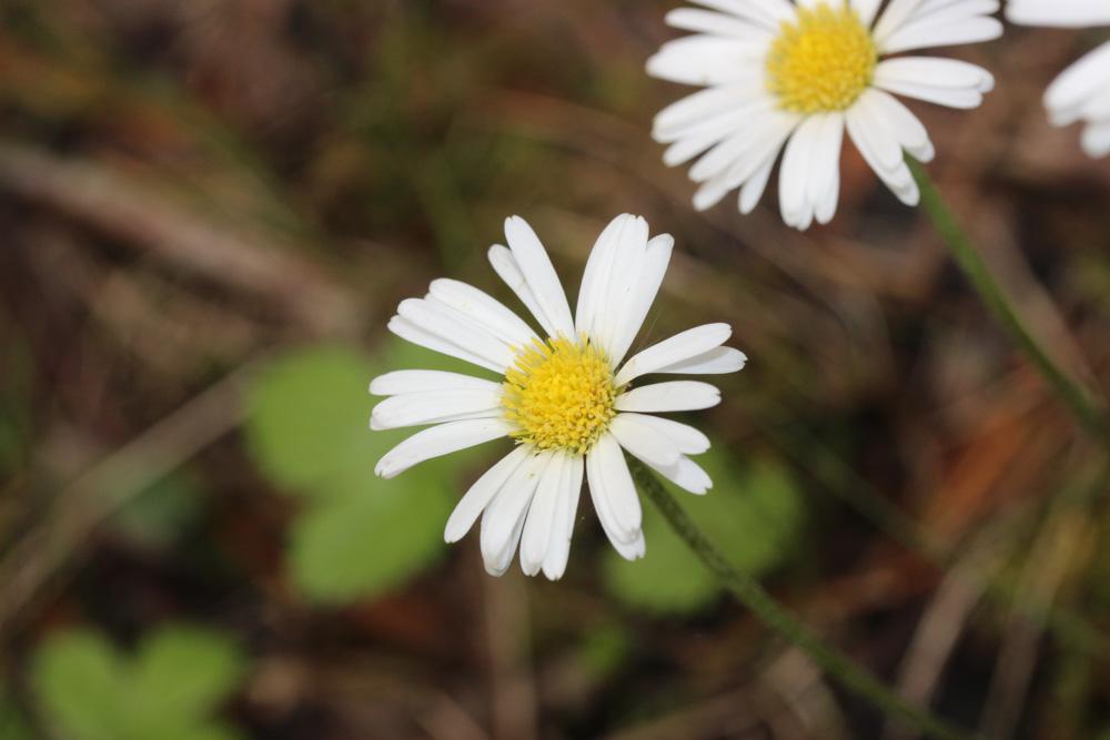 Grande Pâquerette des montagnes Bellidiastrum michelii Cass., 1817
