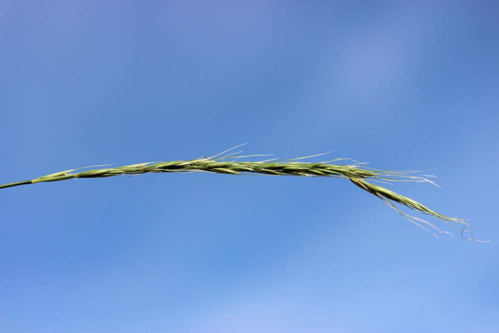 Froment des haies Elymus caninus (L.) L., 1755