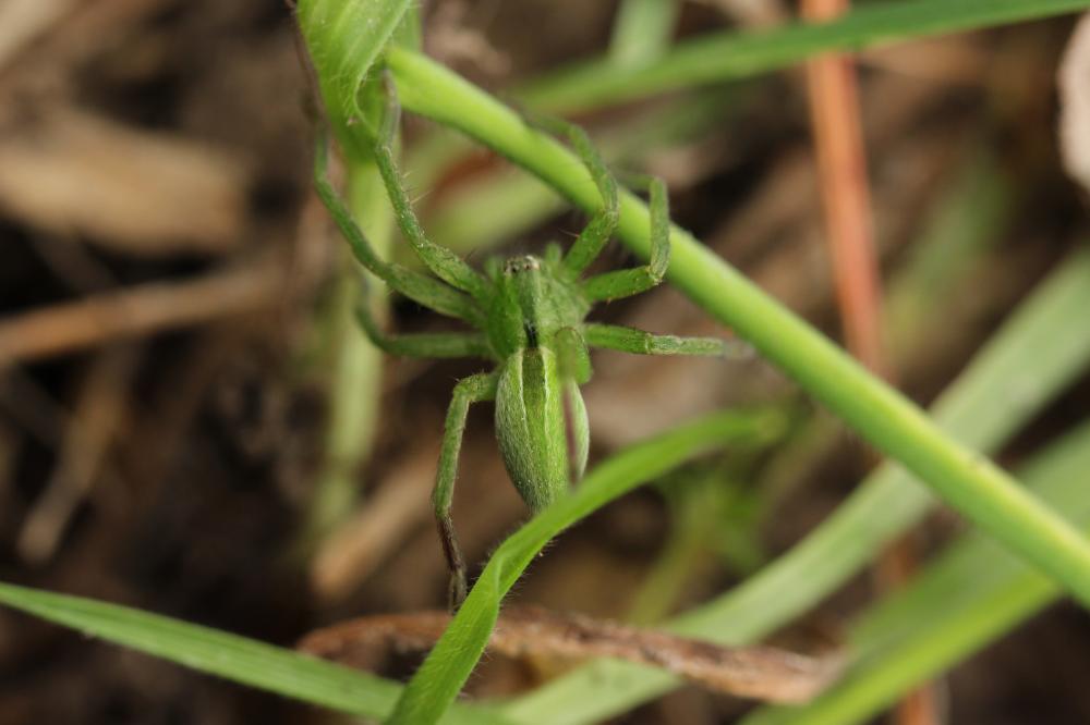  Micrommata ligurinum (C. L. Koch, 1845)