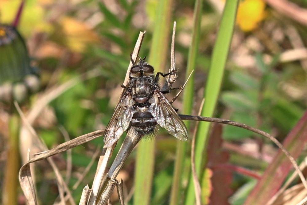 Ernestia puparum (Fabricius, 1794)