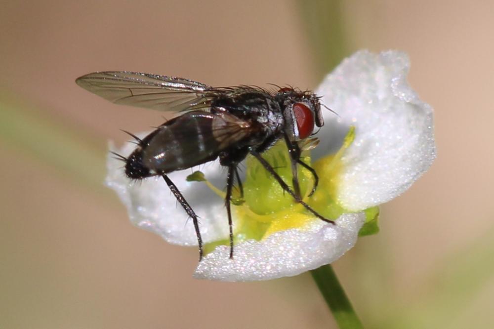 Clausicella suturata Rondani, 1859