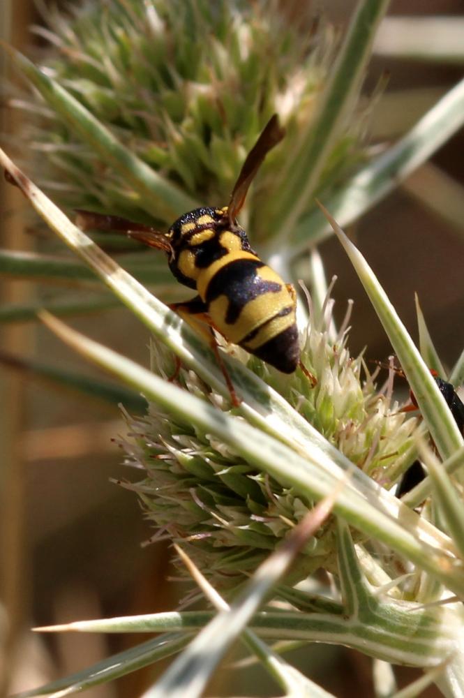  Parodontodynerus ephippium (Klug, 1817)