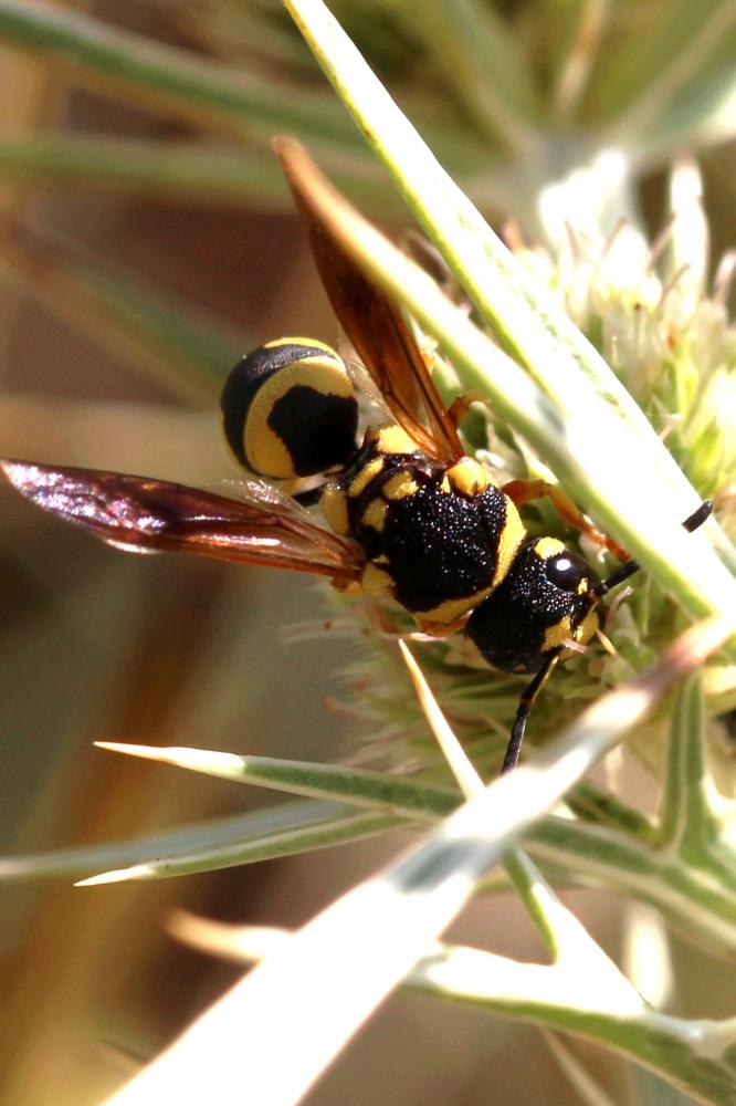  Parodontodynerus ephippium (Klug, 1817)