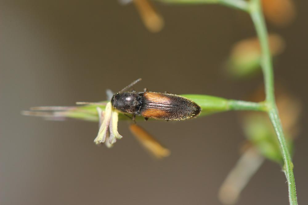  Idolus picipennis (Bach, 1852)