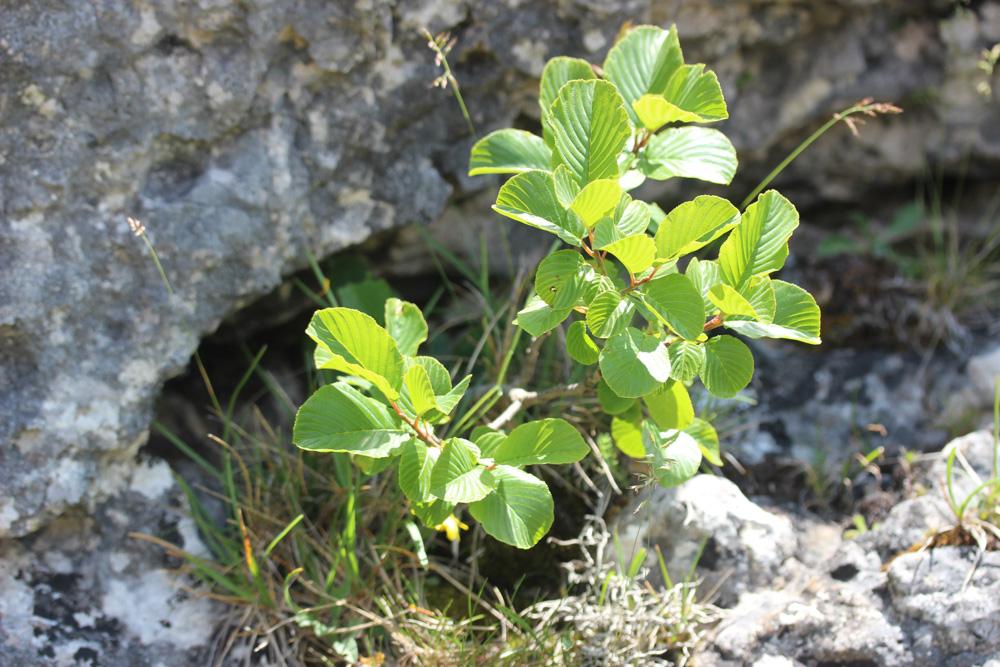 Nerprun des Alpes Rhamnus alpina L., 1753