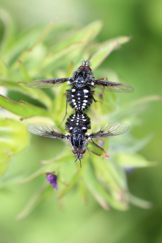Bombylella atra (Scopoli, 1763)