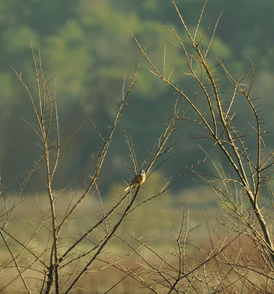 Bruant fou Emberiza cia Linnaeus, 1766