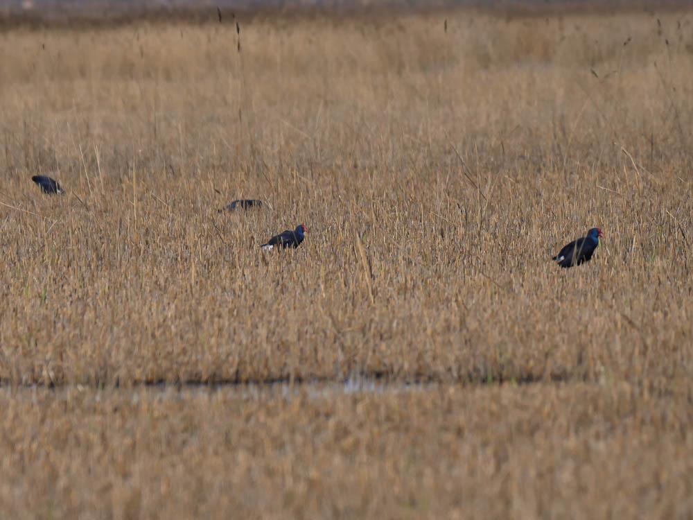 Poule sultane, Talève sultane, Porphyrion bleu Porphyrio porphyrio (Linnaeus, 1758)
