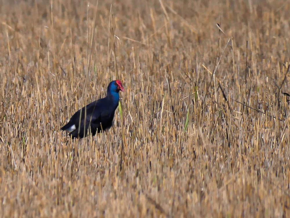 Poule sultane, Talève sultane, Porphyrion bleu Porphyrio porphyrio (Linnaeus, 1758)