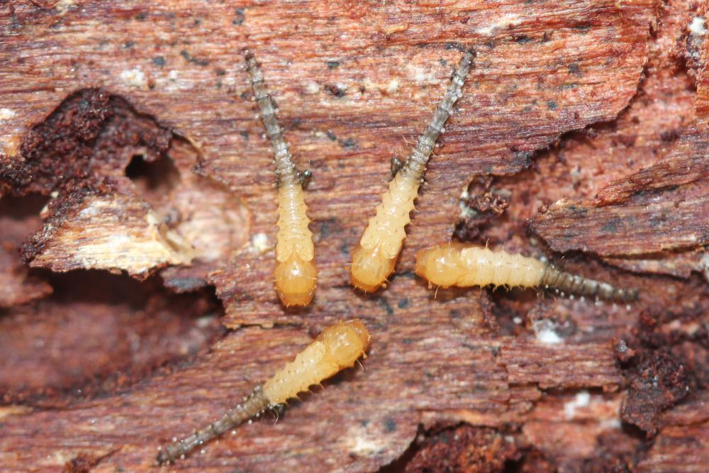 Forcipomyia Meigen, 1818