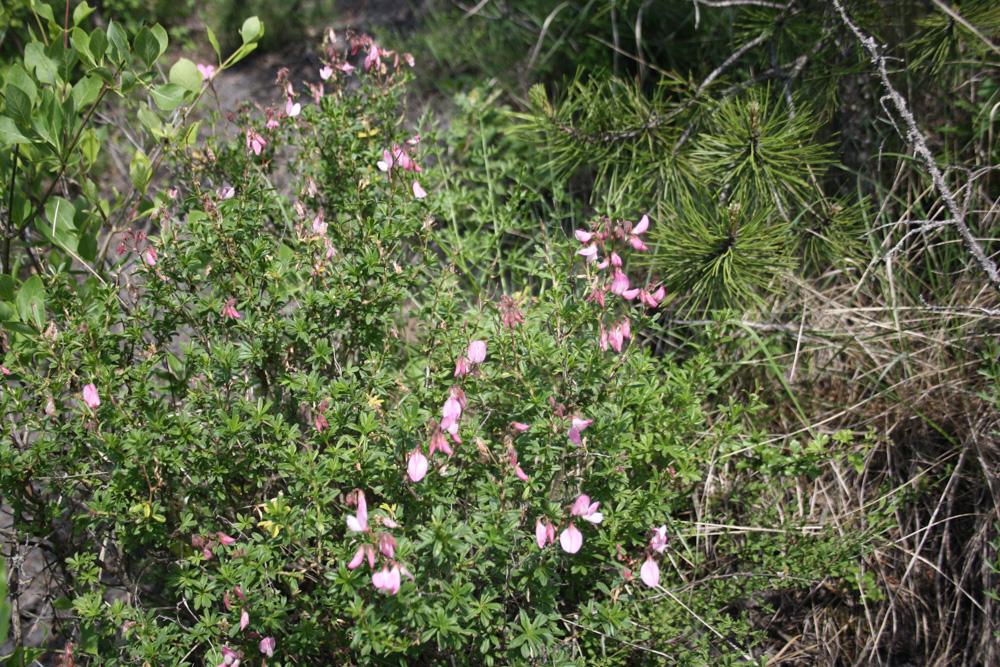 Bugrane buissonnante Ononis fruticosa L., 1753