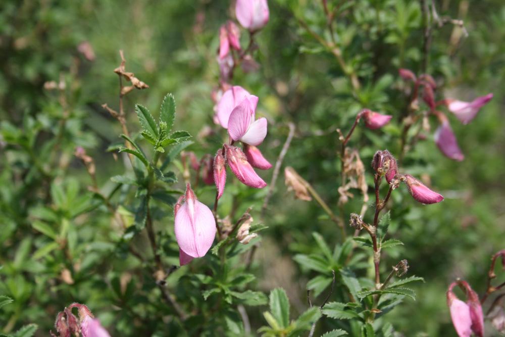 Bugrane buissonnante Ononis fruticosa L., 1753