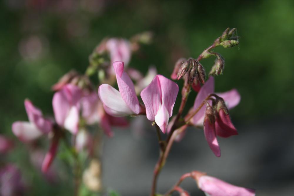 Bugrane buissonnante Ononis fruticosa L., 1753