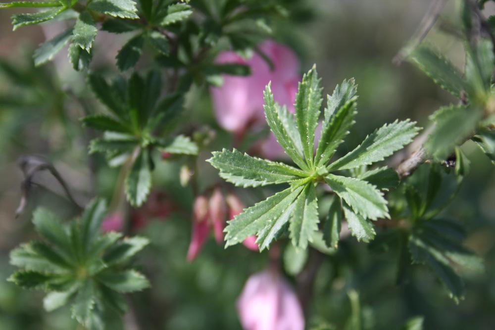 Bugrane buissonnante Ononis fruticosa L., 1753