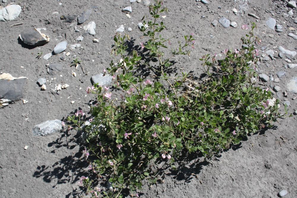 Bugrane à feuilles rondes, Bugrane à grandes fleur Ononis rotundifolia L., 1753
