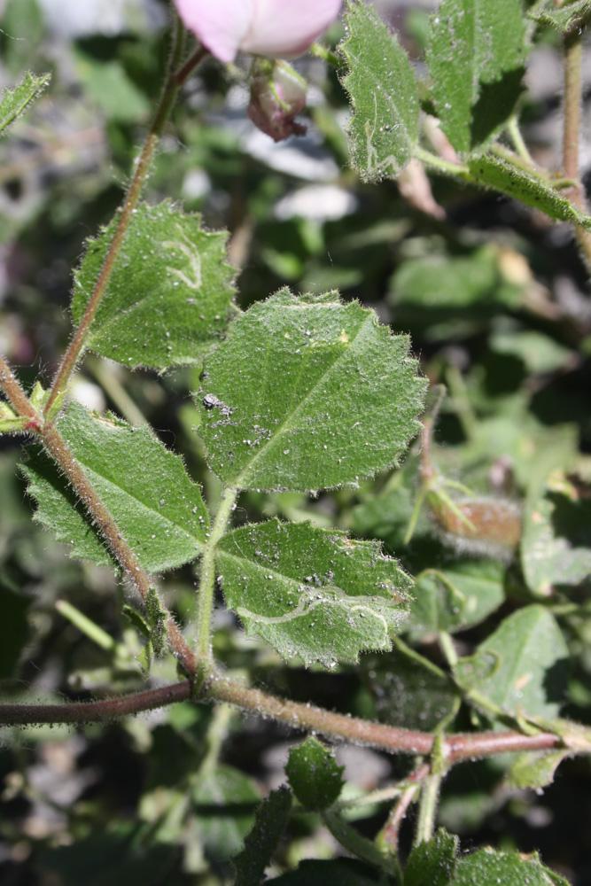 Bugrane à feuilles rondes, Bugrane à grandes fleur Ononis rotundifolia L., 1753
