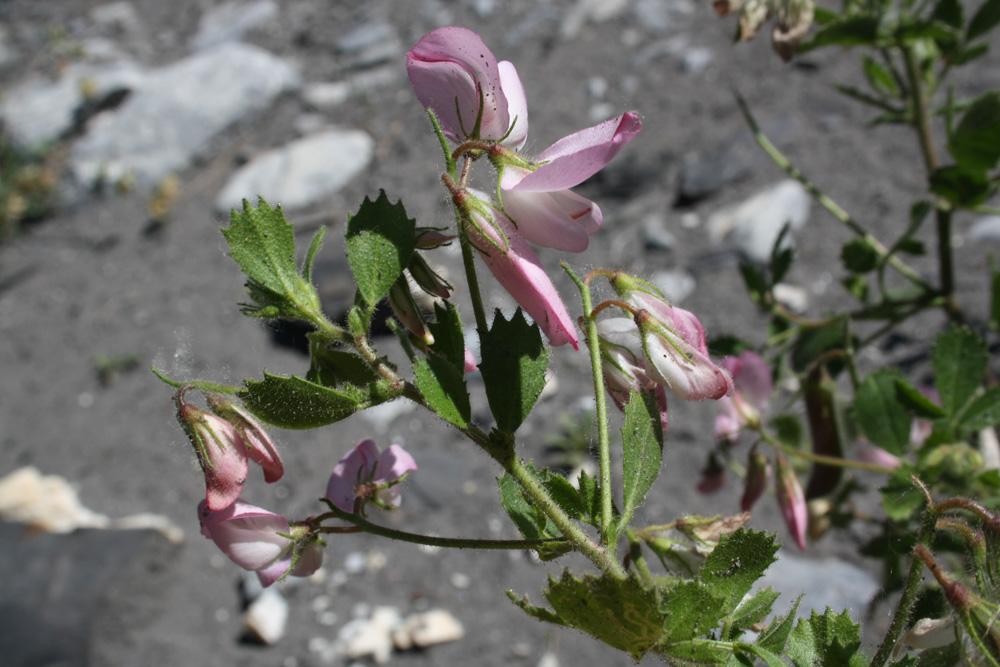 Bugrane à feuilles rondes, Bugrane à grandes fleur Ononis rotundifolia L., 1753