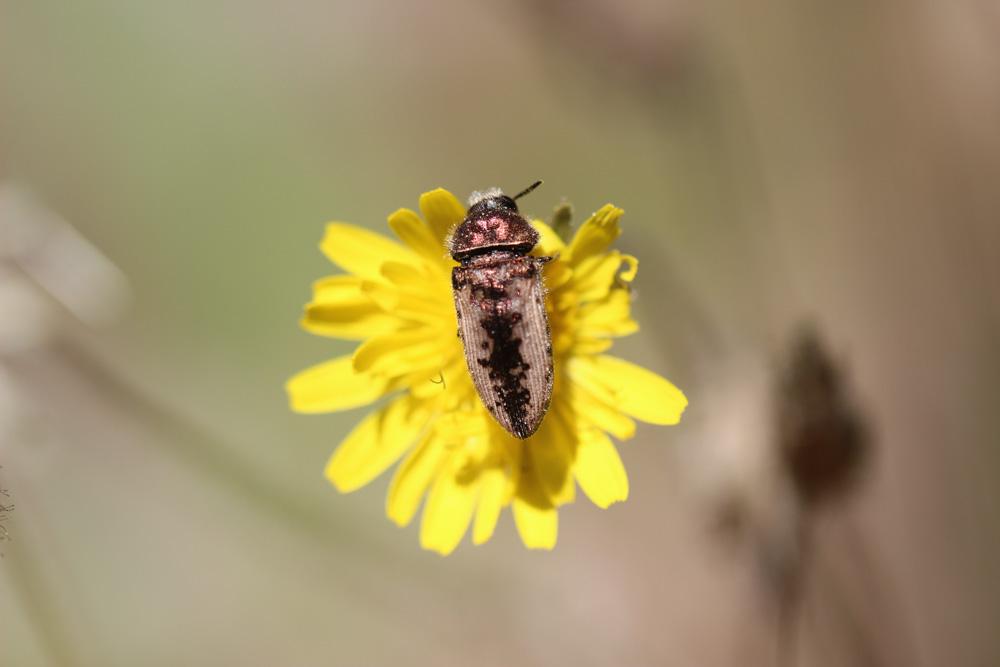 Acméodère de la Piloselle Acmaeodera pilosellae (Bonelli, 1812)
