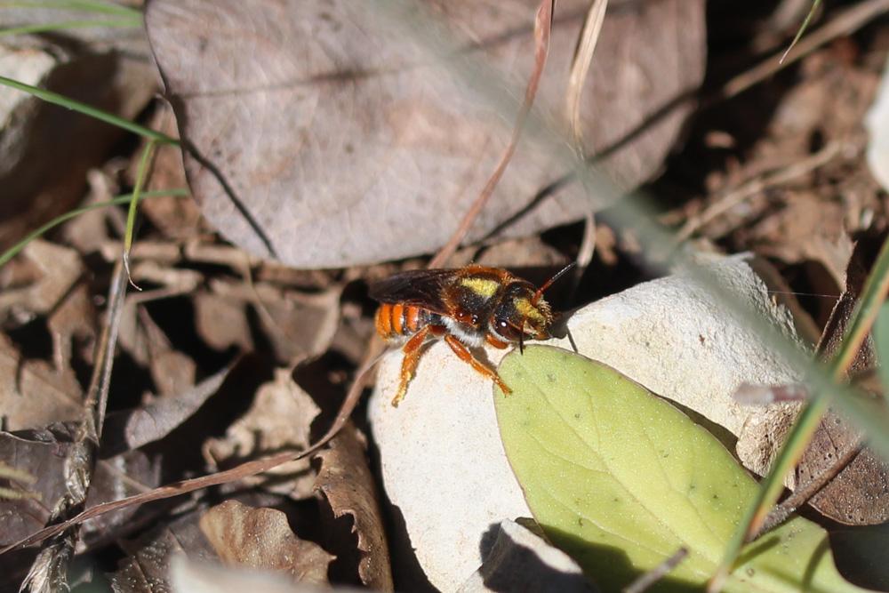  Rhodanthidium sticticum (Fabricius, 1787)