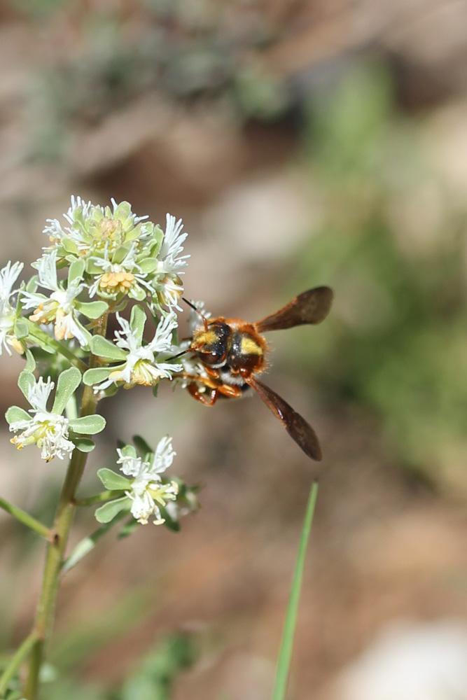  Rhodanthidium sticticum (Fabricius, 1787)