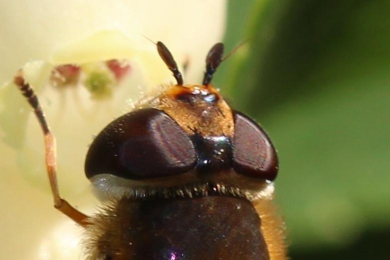  Syrphus torvus Osten-Sacken, 1875
