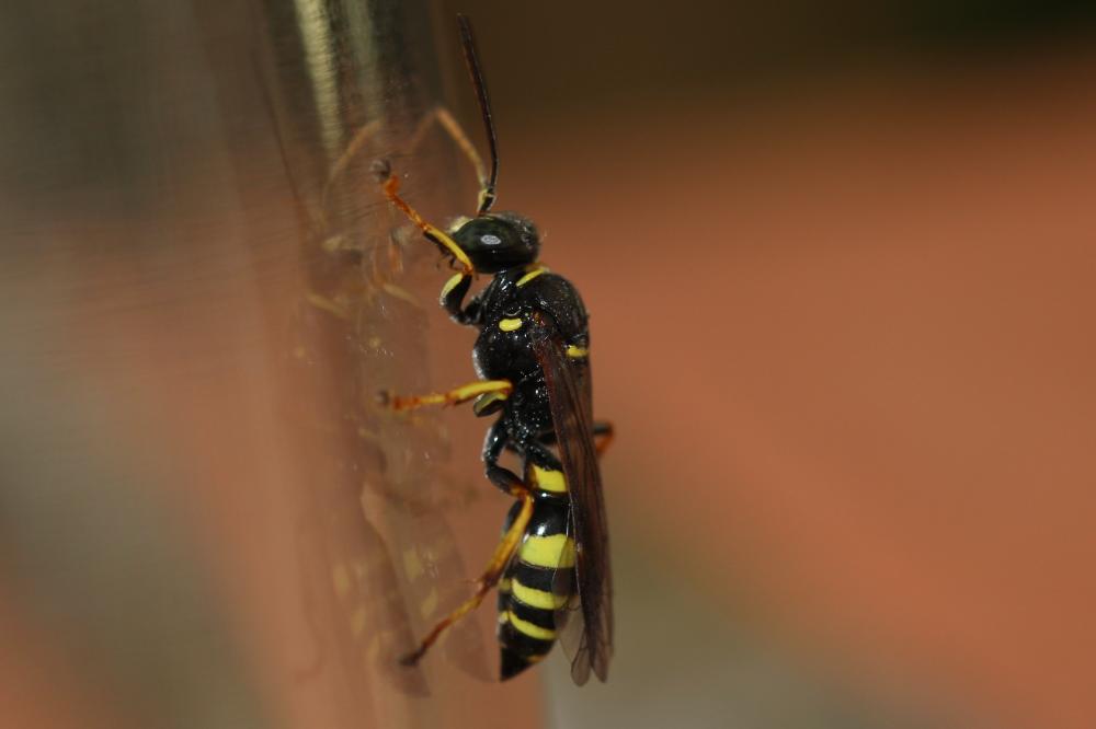 Gorytes laticinctus (Lepeletier de Saint Fargeau, 1832)