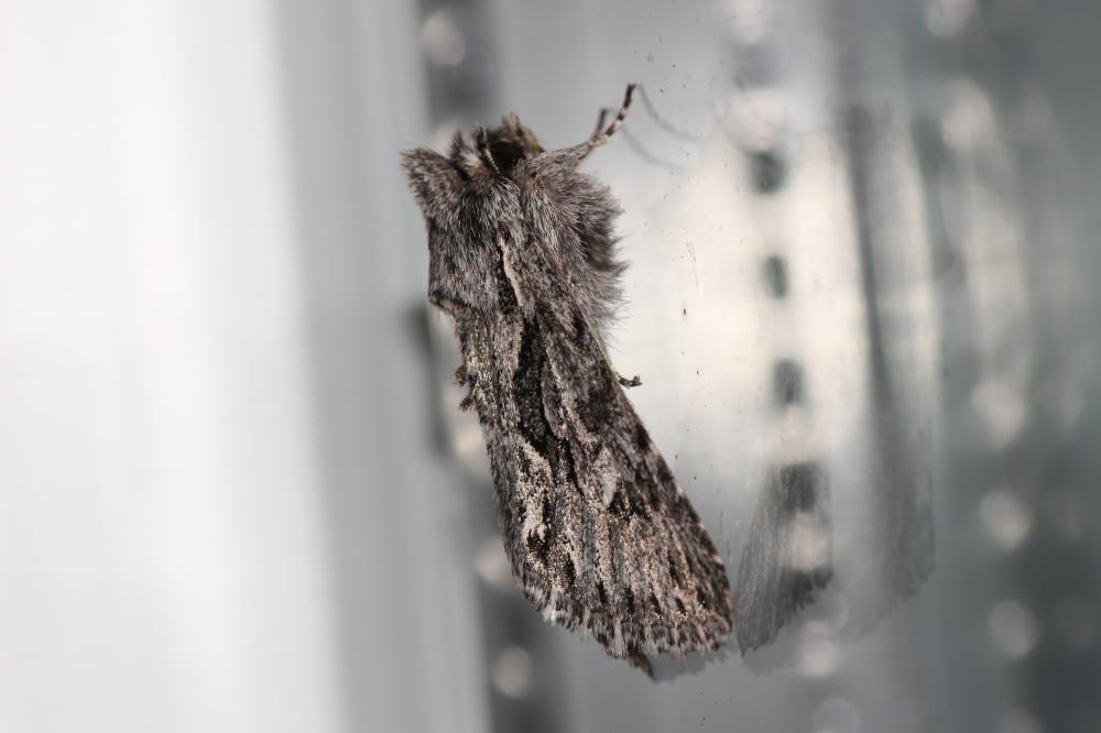 Noctuelle areolée (La) Xylocampa areola (Esper, 1789)