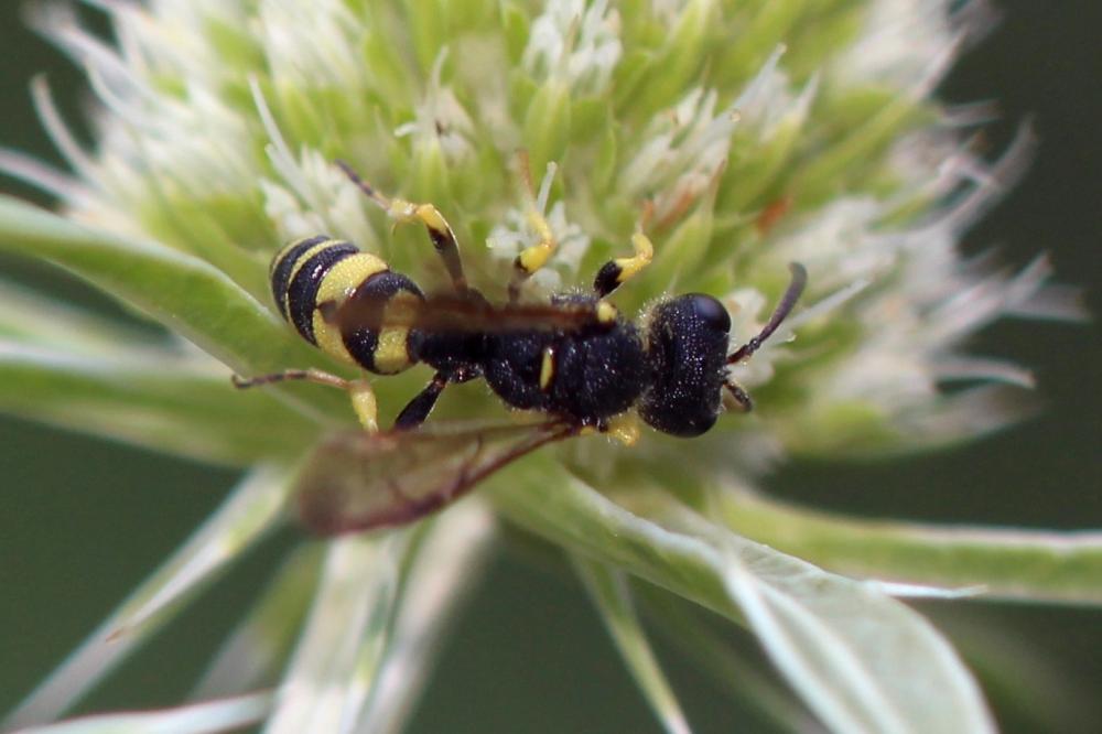  Cerceris sabulosa (Panzer, 1799)