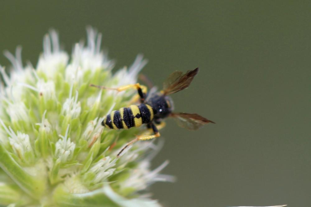 Cerceris sabulosa (Panzer, 1799)