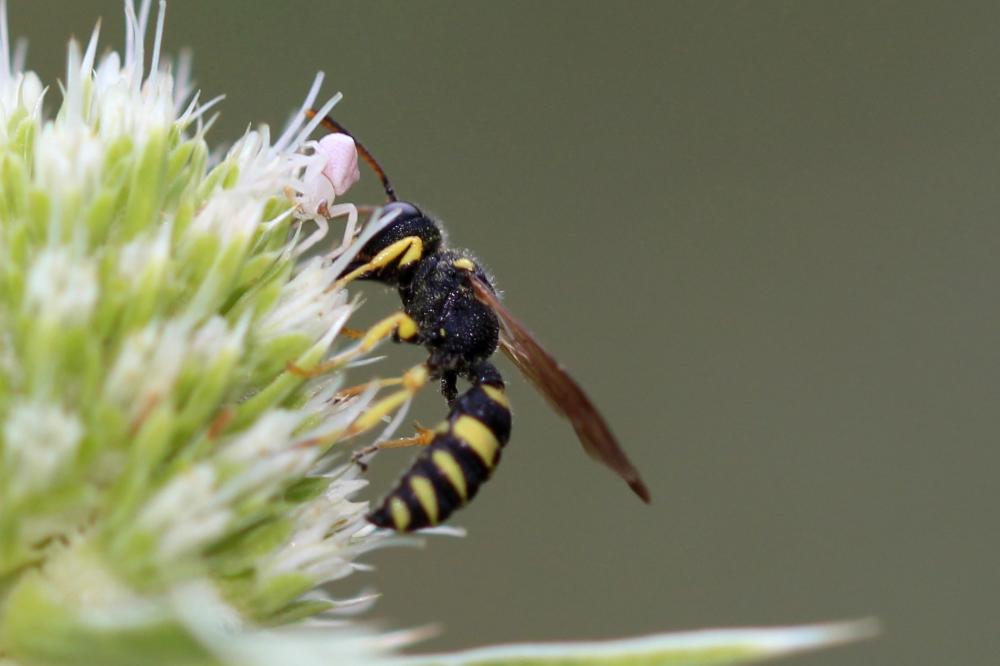 Cerceris sabulosa (Panzer, 1799)