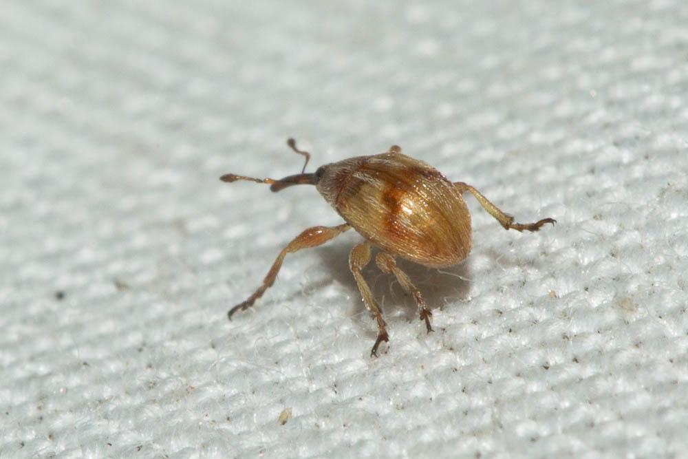  Corimalia tamarisci (Gyllenhal, 1838)