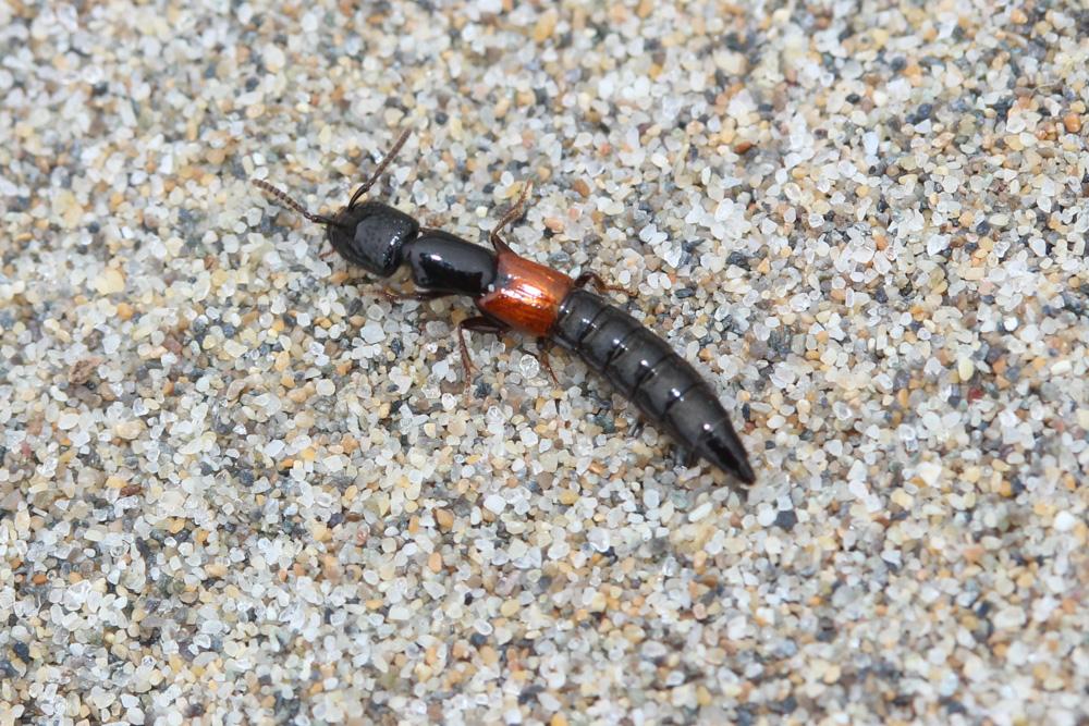  Gauropterus fulgidus (Fabricius, 1787)