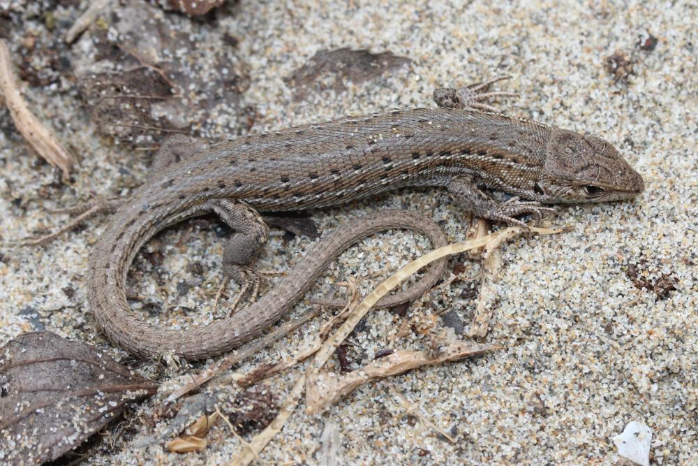 Psammodrome d'Edwards Psammodromus edwarsianus (An. Dugès, 1829)
