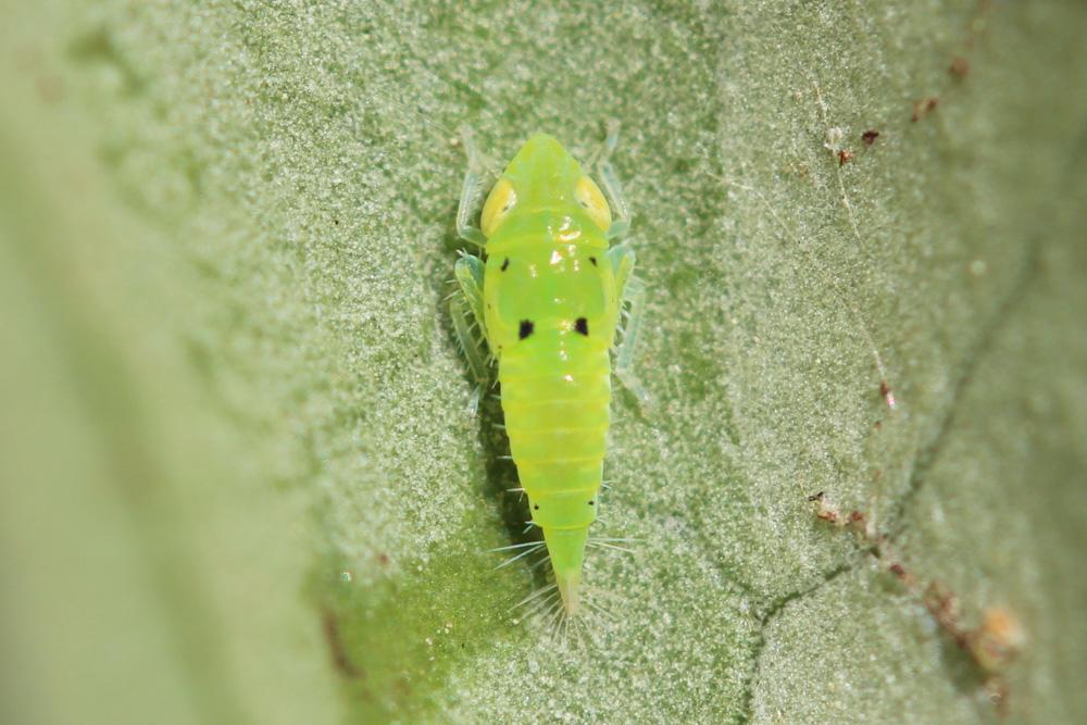  Synophropsis lauri (Horváth, 1897)