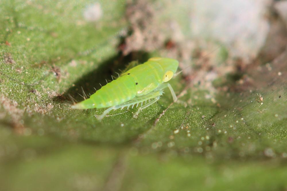 Synophropsis lauri (Horváth, 1897)