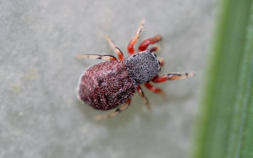 Ballus rufipes (Simon, 1868)