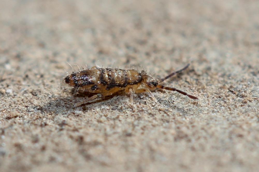  Willowsia nigromaculata (Lubbock, 1873)