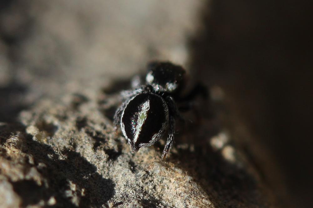  Pellenes geniculatus (Simon, 1868)