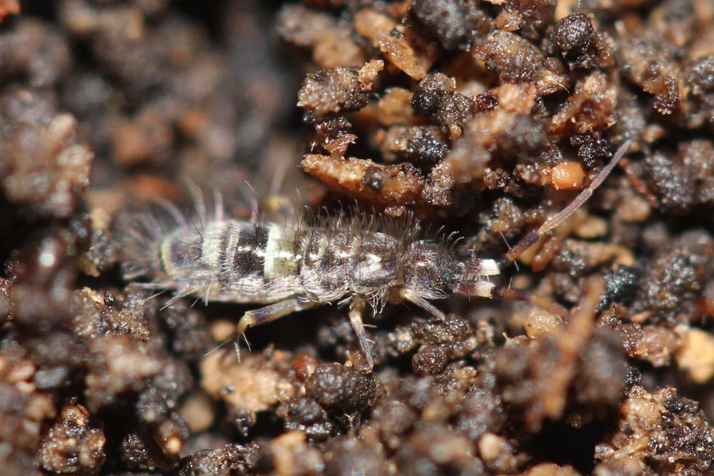 Orchesella cincta (Linnaeus, 1758)