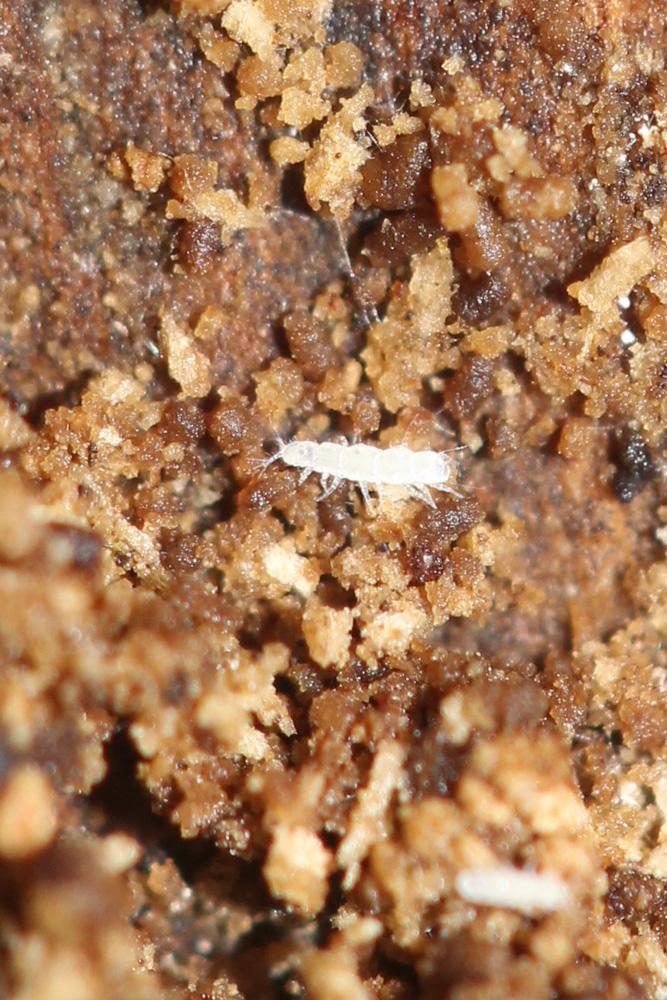 Pauropodidae