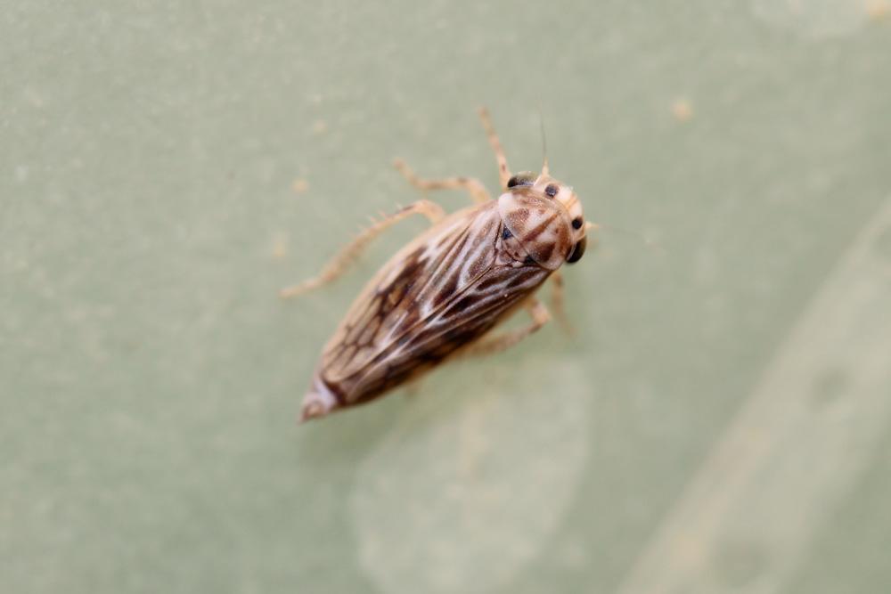  Agallia consobrina Curtis, 1833