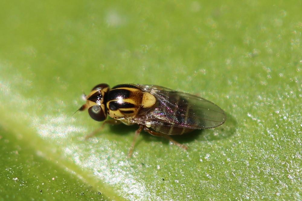 Thaumatomyia notata (Meigen, 1830)