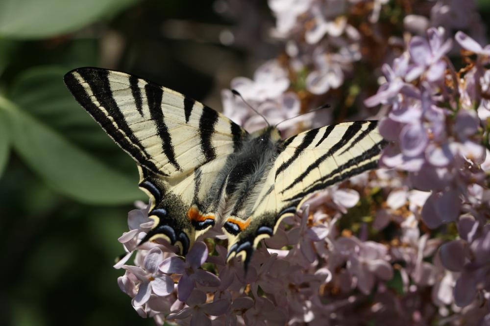 Flambé (Le) Iphiclides podalirius (Linnaeus, 1758)