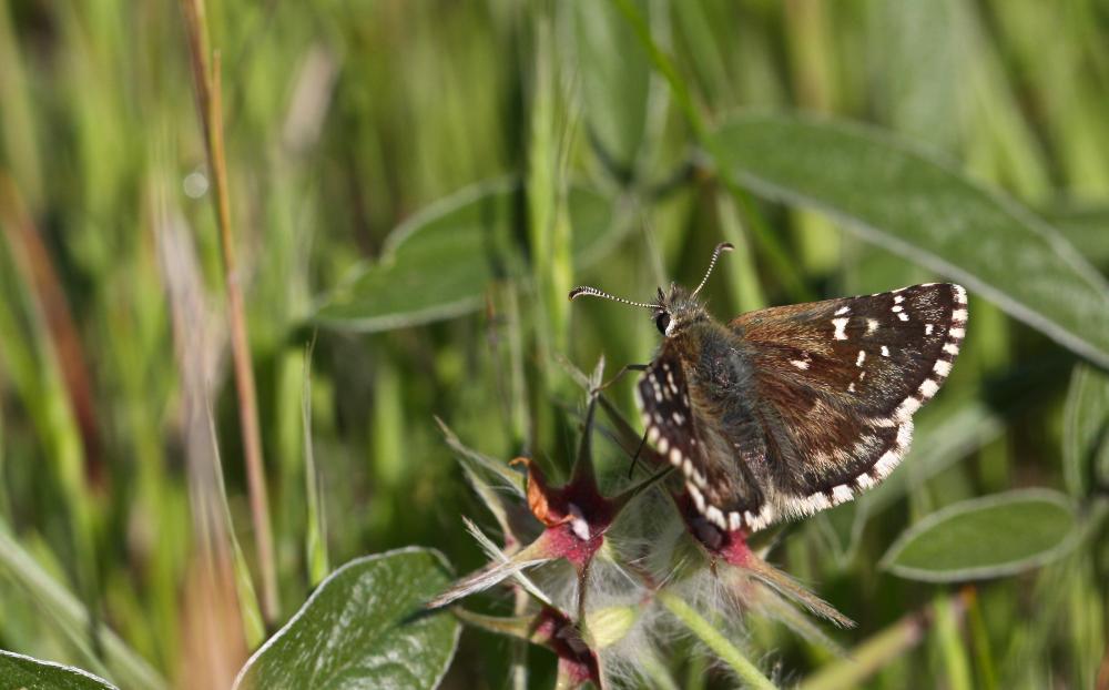 Hespérie de la Malope (L'), Vergeté (Le) Pyrgus onopordi (Rambur, 1839)
