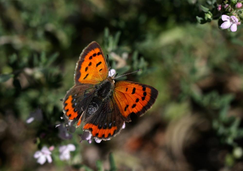 Cuivré commun (Le), Argus bronzé (L'), Bronzé (Le) Lycaena phlaeas (Linnaeus, 1760)