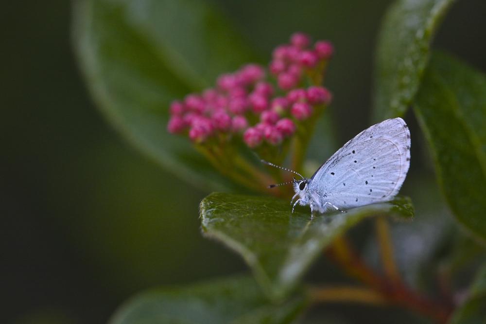 Azuré des Nerpruns (L'), Argus à bande noire (L'), Celastrina argiolus (Linnaeus, 1758)